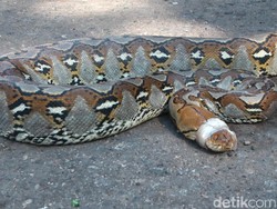 Cerita Ngeri Piton 3 Meter Sembunyi di Rumah Sakit Dekat Kamar Bayi