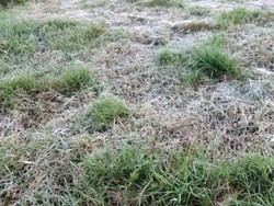 Embun Es Kembali Muncul di Dieng, Begini Penjelasan BMKG