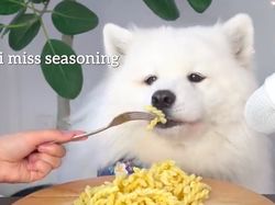 Aksi Imut Maya, Anjing Foodies yang Hobi Mukbang ASMR