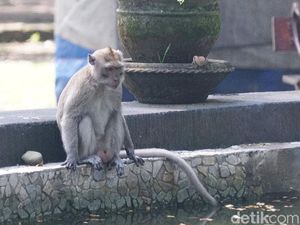 Ngamuk Minta Miras, Monyet Ini Tewaskan 1 Orang dan 250 Luka-Luka