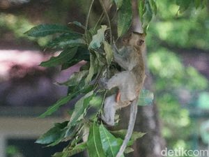 BKSDA Pasang Jebakan untuk Tangkap Monyet di Taman Balekambang Solo