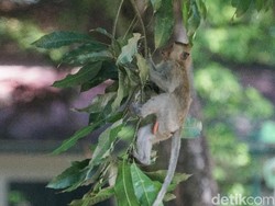BKSDA Pasang Jebakan untuk Tangkap Monyet di Taman Balekambang Solo
