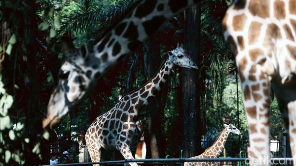 Potret Binatang di Ragunan yang Kangen Dikunjungi