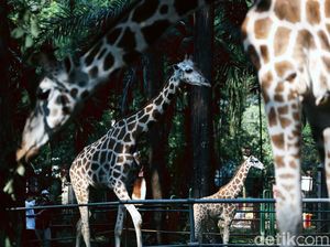 Potret Binatang di Ragunan yang Kangen Dikunjungi