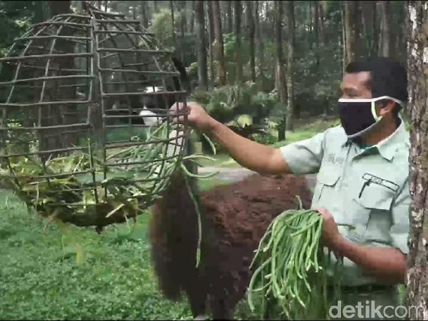 Foto: Taman Safari Prigen Bersiap Sambut Wisatawan Era New Normal