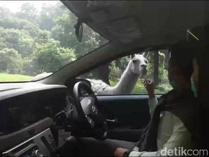 Perhimpunan Taman Rekreasi Minta Kemenparekraf Alirkan Insentif Perhimpunan Taman Rekreasi Minta Kemenparekraf Alirkan Insentif