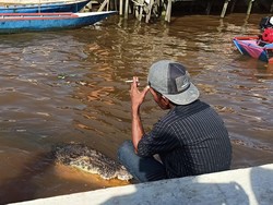 Kisah Pertemuan Ambo hingga Akrab dengan Buaya Muara Selama 14 Tahun
