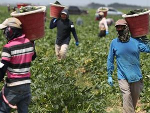 Sistem Pangan Rapuh, Dunia Hadapi Risiko Kelaparan di Tengah Wabah Corona