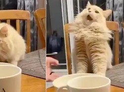 Kucing Ini Viral Karena Ekspresi Lucunya Saat Cicip Es Krim