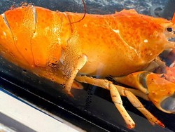 Temukan Lobster Oranye Langka, Chef Restoran Ini Tak Jadi Memasaknya
