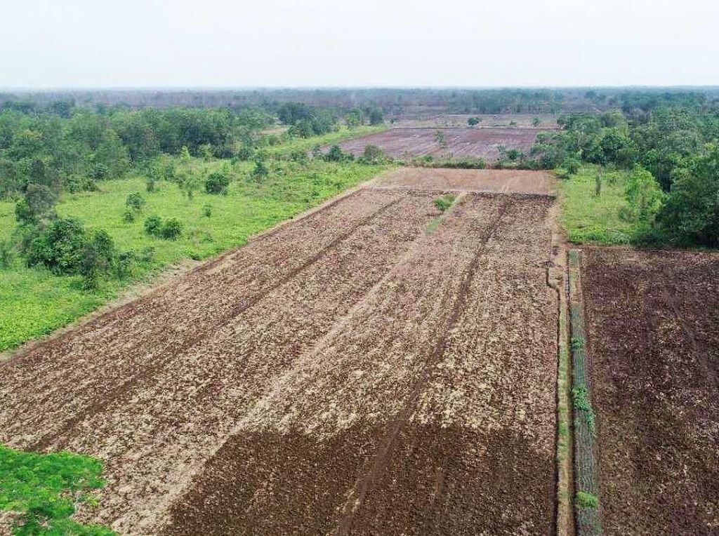 Lumbung Pangan Nasional Pertama di RI Bisakah Jadi Solusi? Lumbung Pangan Nasional Pertama di RI Bisakah Jadi Solusi?