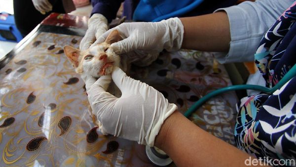 Pengobatan Kucing Gratis dan Kenduri Satwa di Solo