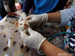Pengobatan Kucing Gratis dan Kenduri Satwa di Solo