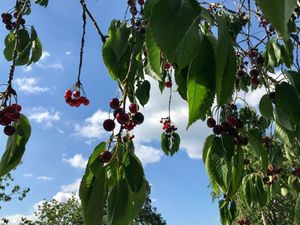 Serunya Memetik Stroberi dan Kersen Langsung di Perkebunan