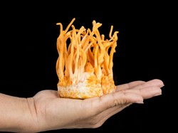 4 Manfaat Jamur Cordyceps, Beneran Bikin Jadi Zombie ala The Last of Us?