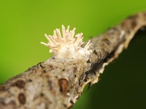 Pelajaran Penting dari Jamur Cordyceps di Film The Last of Us Pelajaran Penting dari Jamur Cordyceps di Film The Last of Us