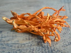 LIPI Umumkan Hasil Uji Klinis Jamur Cordyceps di RS Darurat Covid-19