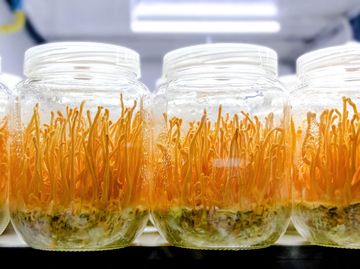 Potret Jamur Ajaib yang Dipakai LIPI Lawan COVID-19