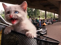Miris! Ratusan Kucing Ini Dicuri di China Untuk Dijadikan Santapan