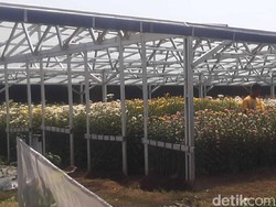 Sebelum Wafat, Pramono Edhie Berniat Memanen Bunga Krisan di Cianjur