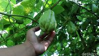 Permintaan Tinggi, Petani Labu Siam Sukabumi Meraup Untung