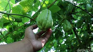 Permintaan Tinggi, Petani Labu Siam Sukabumi Meraup Untung