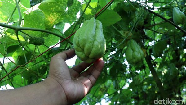 Permintaan Tinggi, Petani Labu Siam Sukabumi Meraup Untung