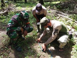 Harimau Sumatera Serang 2 Sapi di Kebun Sawit Riau