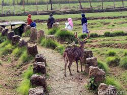 Potret Ranca Upas yang Mulai Bergeliat Potret Ranca Upas yang Mulai Bergeliat