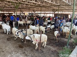 Tiga Bulan Ditutup, Pasar Hewan Tanjungsari Kembali Bergeliat