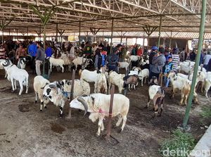 Tiga Bulan Ditutup, Pasar Hewan Tanjungsari Kembali Bergeliat Tiga Bulan Ditutup, Pasar Hewan Tanjungsari Kembali Bergeliat