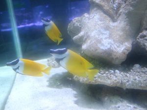 Aneka Satwa Air yang Bisa Ditemukan di Batu Secret Zoo