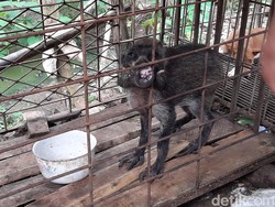 Heboh Babi Hutan Kanibal di Banyumas, Maunya Makan Nasi dan Minum Kopi