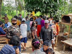 Babi Hutan Aneh yang Bikin Heboh Banyumas Jadi Tontonan Warga