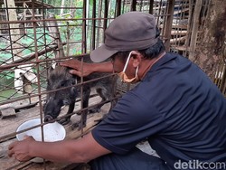 Heboh Babi Hutan Aneh di Banyumas, Maunya Makan Nasi Celeng dan Ngopi
