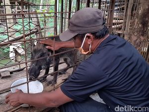 Heboh Babi Hutan Aneh di Banyumas, Maunya Makan Nasi Celeng dan Ngopi Heboh Babi Hutan Aneh di Banyumas, Maunya Makan Nasi Celeng dan Ngopi