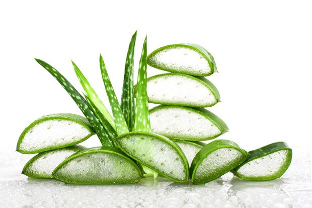 Aloe vera/freepik.com Mampu membantu mempercepat penyembuhan luka bakar tingkat pertama.