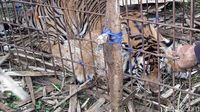 Momen Evakuasi Harimau Sumatera di Aceh Selatan