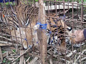 Momen Evakuasi Harimau Sumatera di Aceh Selatan