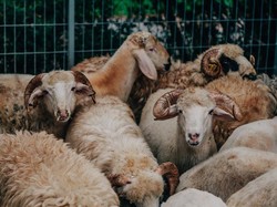 Idul Adha 2020 dan Makna Hari Raya Qurban bagi Umat Islam