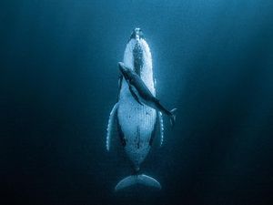 Aneka Foto yang Sabet Hadiah Rp 6 Miliar, Banyak dari Indonesia