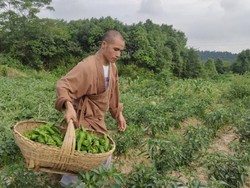 Kuil Berusia 1.300 Tahun Ini Tawarkan Sayuran Gratis di Sosial Media