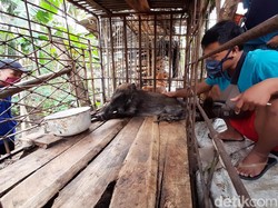 Heboh Babi Hutan Berbentuk Aneh di Banyumas, Kades: Bukan Jadi-jadian!