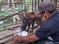 Bikin Warga Heboh dan Berkerumun, Babi Hutan Aneh Akhirnya Dievakuasi