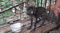 Potret Babi Hutan Aneh di Banyumas yang Bikin Heboh