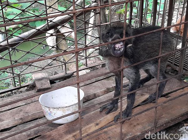 Potret Babi Hutan Aneh di Banyumas yang Bikin Heboh