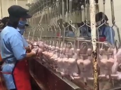 Sengketa Nama Bensu, Ini Penampakan Rumah Potong Ayam Geprek Bensu