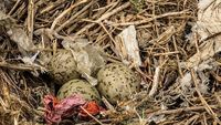 Sampah Plastik Cemari Sarang Burung di Pulau Tak Berpenghuni