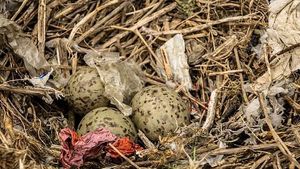 Sampah Plastik Cemari Sarang Burung di Pulau Tak Berpenghuni