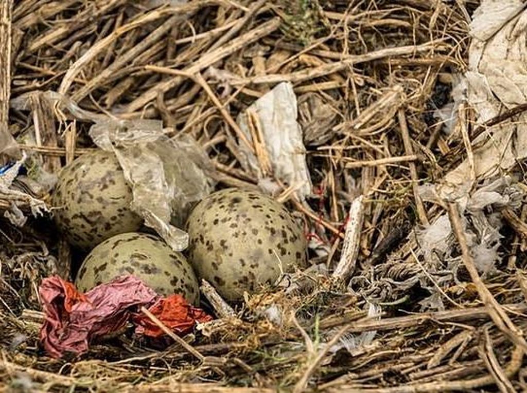 Sampah Plastik Cemari Sarang Burung di Pulau Tak Berpenghuni